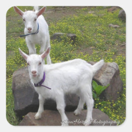Saanan Goat Kids ~ Quadratischer Aufkleber