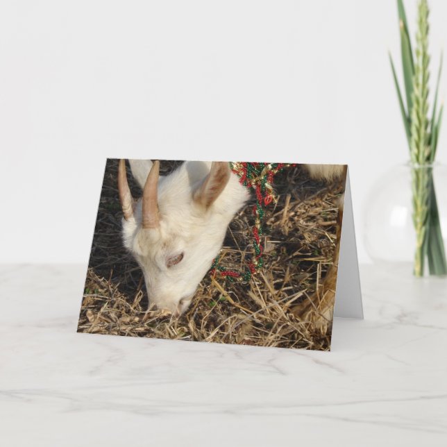 Saanen Goat Christmas Feiertagskarte (Vorderseite)