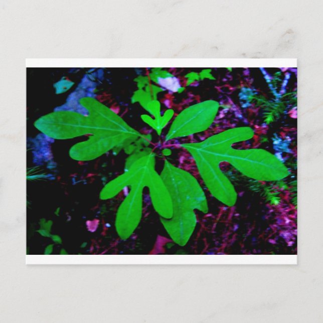 Saatgut2 Postkarte (Vorderseite)