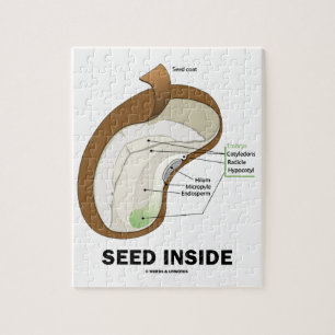 Saatgut im Innern (Anatomie der Dicotyledon-Bean-P