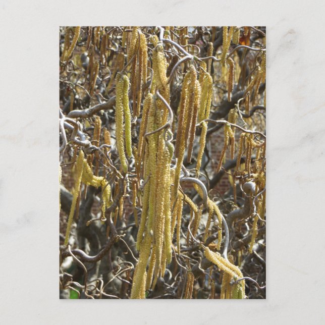 Saatgut Postkarte (Vorderseite)