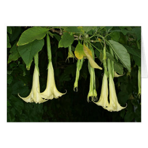 Saba : Suaveolens de Brugmansia
