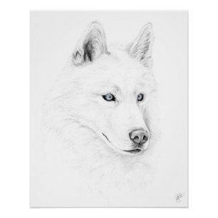 Säbel ein sibirischer Schlittenhund, der Poster