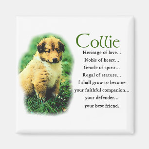 Sable Collie Geschenke Magnet