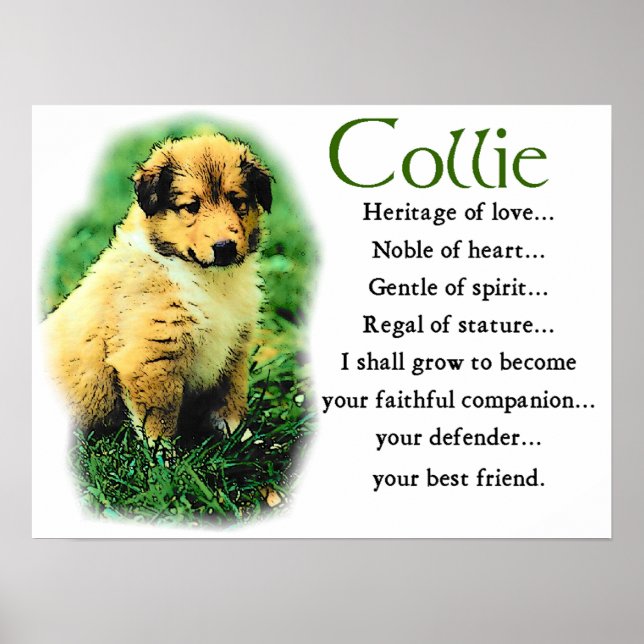 Sable Collie Geschenke Poster (Vorne)