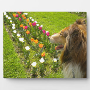Sable Collie N Tulips Foto Plaque Fotoplatte