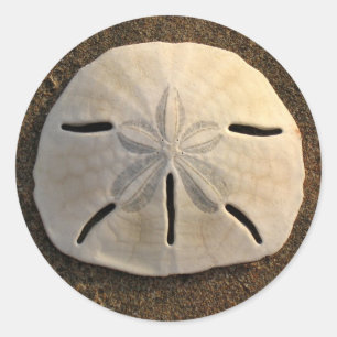 Sable Dollar Coquille autocollant Autocollants per