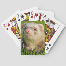 Sable Ferret im Gras