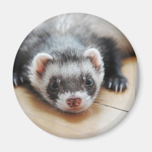 Sable Ferret Magnet
