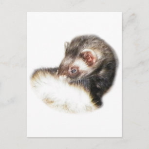 Sable Ferret Picture Postkarte