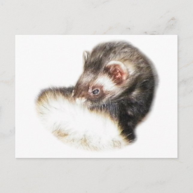 Sable Ferret Picture Postkarte (Vorderseite)