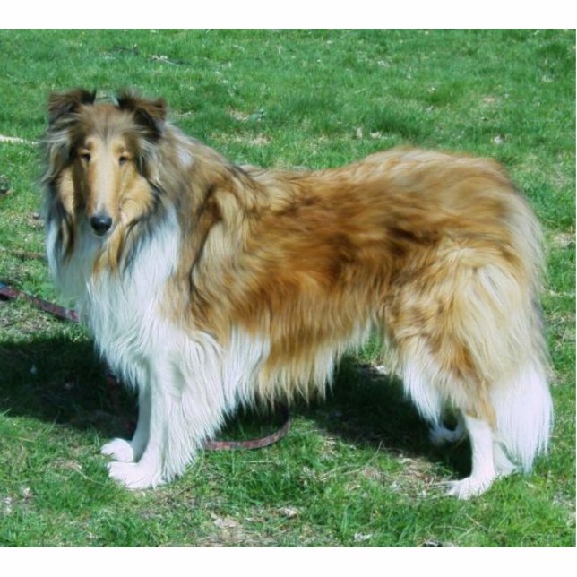 Sable Rough Collie Freistehende Fotoskulptur (Vorne)