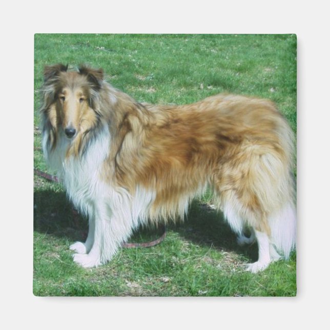 Sable Rough Collie Magnet (Vorne)