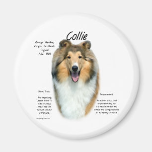 Sable Rough Collie Rencontrez la race - Magnet