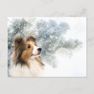 Sable Sheltie Weihnachten