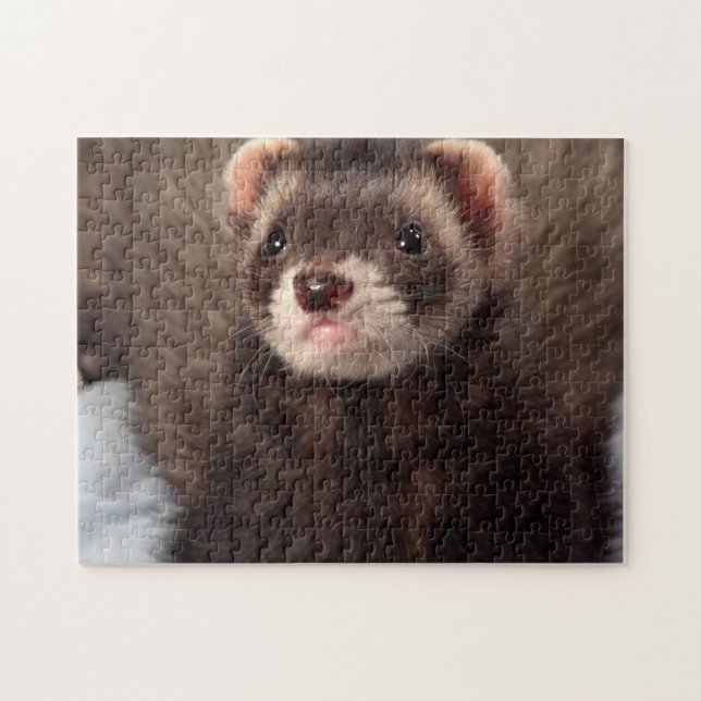 Sable Weasel - Jabba the Ferret (Horizontal)