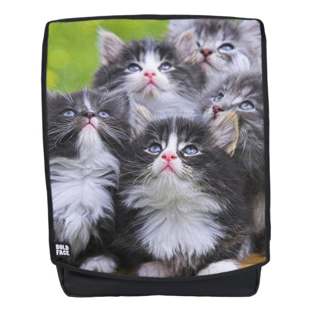 Sac À Dos Chatons (Devant)