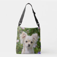 Cute crème aux cheveux longs Chihuahua Chig Puppy 