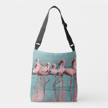 Flamants africains sauvages
