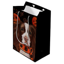 Springer Spaniel Anglais       