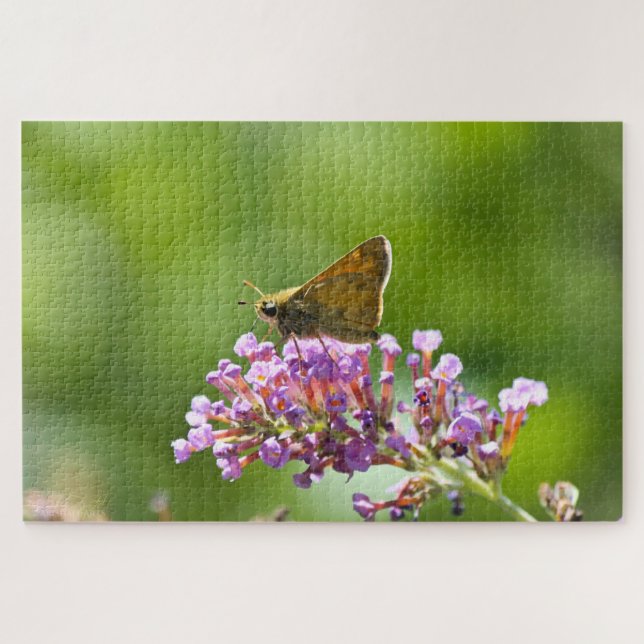 Sachem (Atalopedes campestris) (Horizontal)