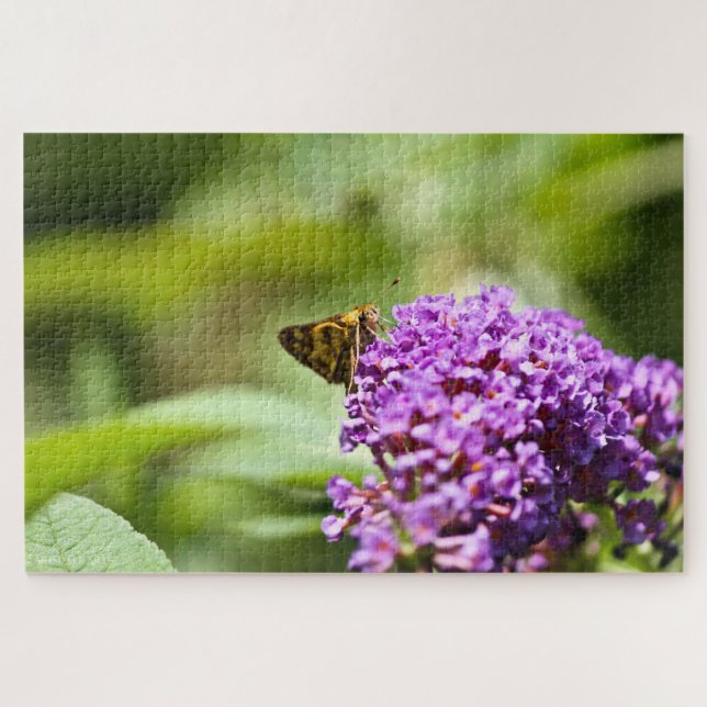 Sachem (Atalopedes campestris) (Horizontal)