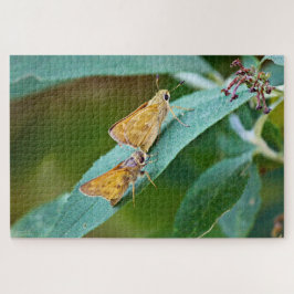 Sachem (Atalopedes campestris)