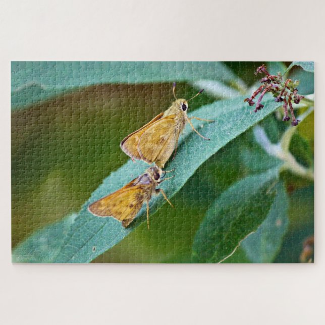 Sachem (Atalopedes campestris) (Horizontal)