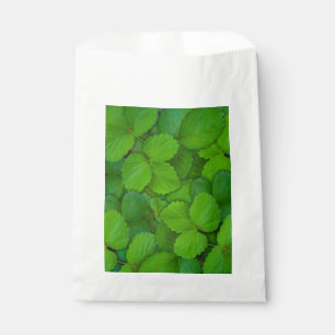 Sachets En Papier Saint Basil Tulsi Green Mint Feuilles