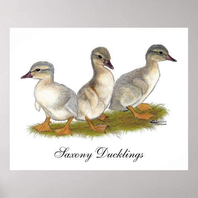 Sachsen Ducklings Poster (Vorne)