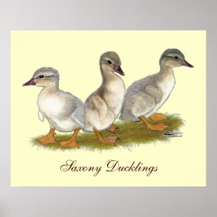 Sachsen Ducklings Poster