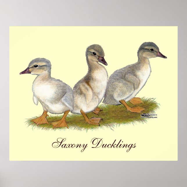 Sachsen Ducklings Poster (Vorne)