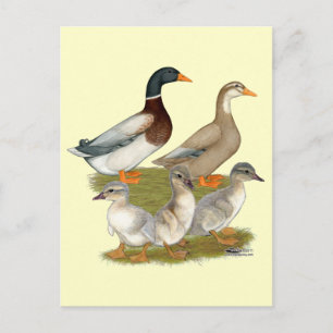 Sachsen-Entenfamilie Postkarte
