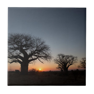 Sacred Baobabs Fliese
