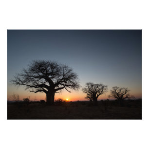 Sacred Baobabs Fotodruck