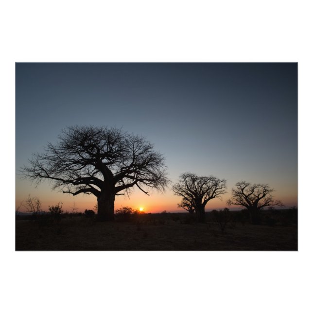 Sacred Baobabs Fotodruck (Vorne)