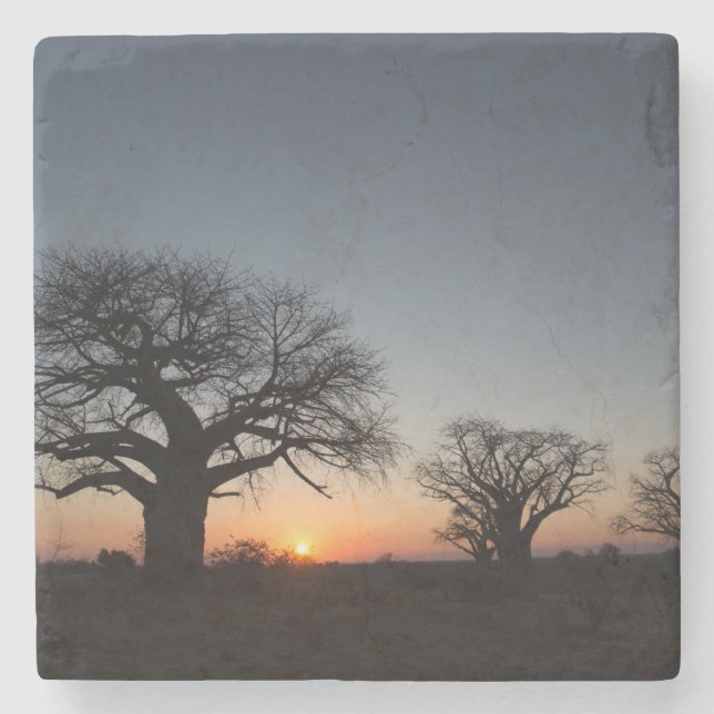 Sacred Baobabs Steinuntersetzer (Vorderseite)