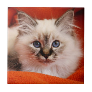 Sacred Birman Kitten Fliese