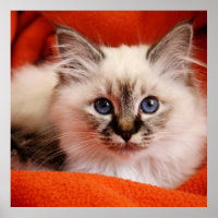 Sacred Birman Kitten