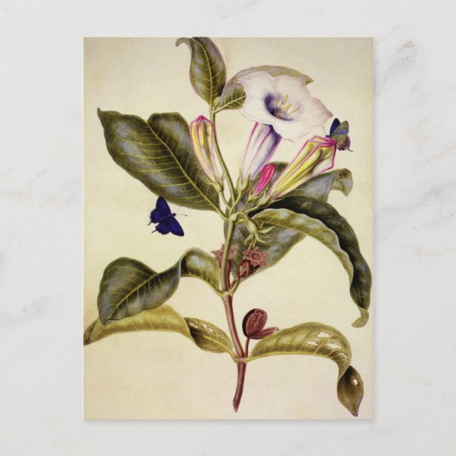  Sacred datura and blue butterfly  Postkarte (Vorderseite)