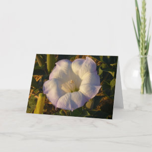 Sacred Datura Blume Wüste Wildblume Karte