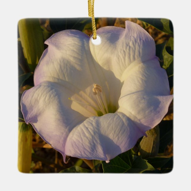 Sacred Datura Blume Wüste Wildblume Keramikornament (Vorderseite)