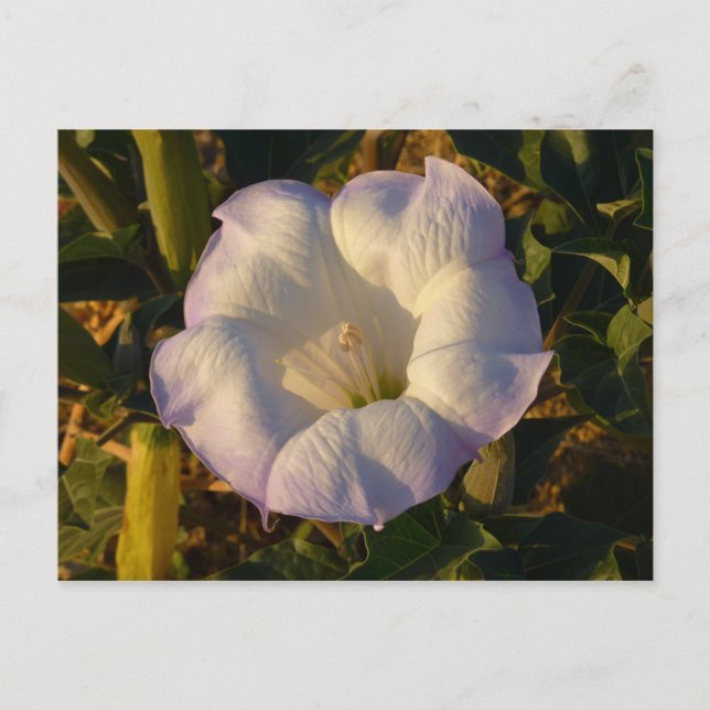 Sacred Datura Blume Wüste Wildblume Postkarte (Vorderseite)