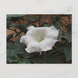 Sacred Datura Postkarte