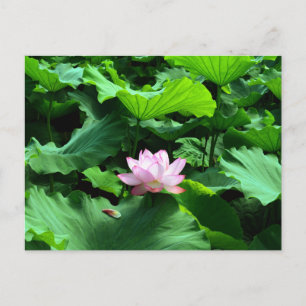 Sacred Lotus: Japan Postkarte