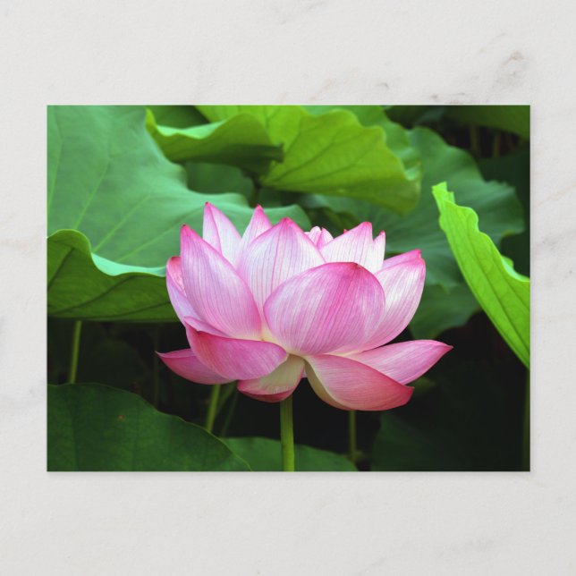Sacred Lotus: Japan Postkarte (Vorderseite)