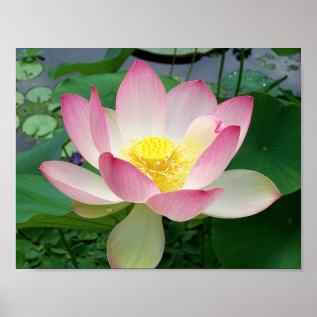 "Sacred Lotus" Poster (Vorne)