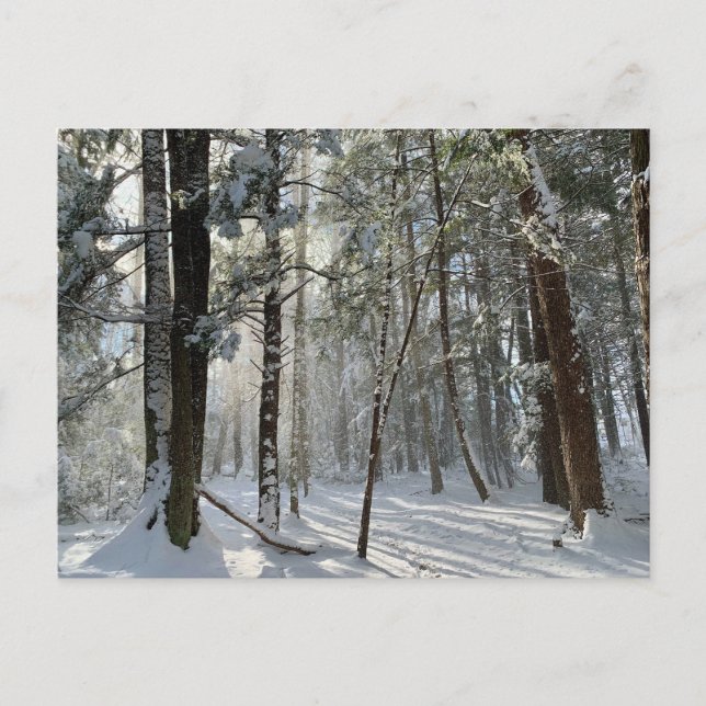 Sacro Health Preserve Snow Postkarte (Vorderseite)