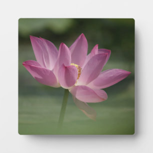 Sacro Pink Lotus Blossom - Serene Zen Kunst, Dicht Fotoplatte