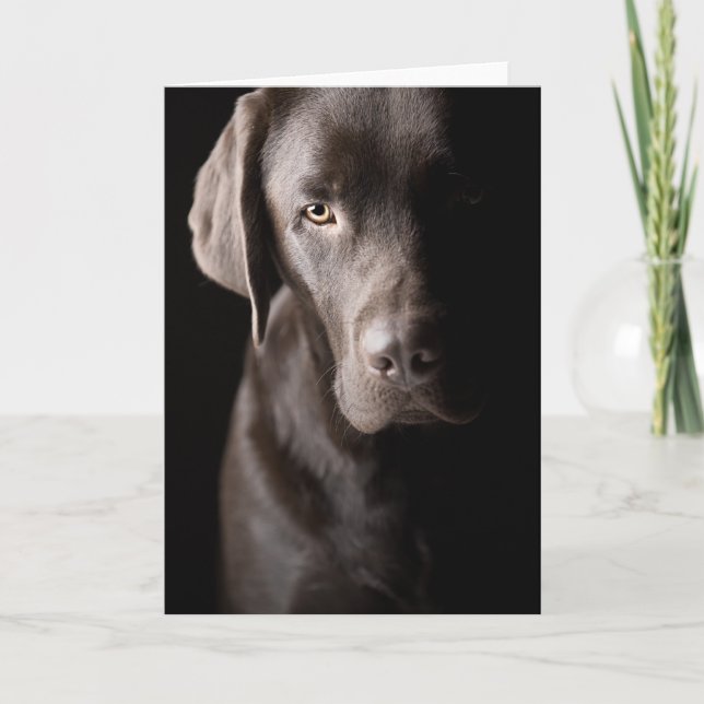 Sad Chocolate Labrador Karte (Vorderseite)